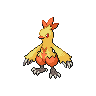 Normal coloration of Combusken (female)
