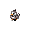 Normal coloration of Starly (female)