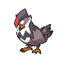 Normal coloration of Staraptor (female)