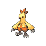 Shiny version of Combusken (female)