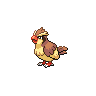 Normal coloration of Pidgey