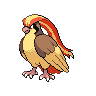 Normal coloration of Pidgeot