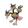 Normal coloration of Dodrio (male)