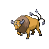 Normal coloration of Tauros