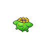 Normal coloration of Skiploom