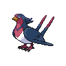Normal coloration of Swellow