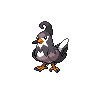 Normal coloration of Staravia (male)