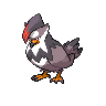 Normal coloration of Staraptor (male)
