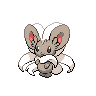Normal coloration of Cinccino