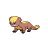 Normal coloration of Yungoos
