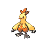 Shiny version of Combusken (male)