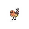 Shiny version of Fletchling