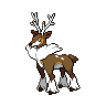 Normal coloration of Winter Form