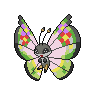 Normal coloration of Fancy Pattern